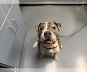 American Pit Bull Terrier Dogs for adoption in Denver, CO, USA