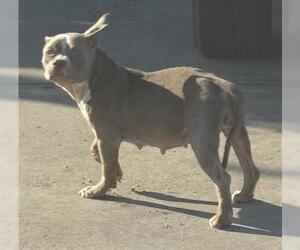 American Pit Bull Terrier Dogs for adoption in Houston, TX, USA