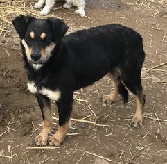 Mutt Dogs for adoption in Carson City, NV, USA