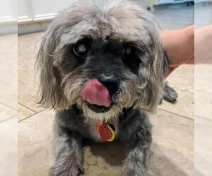 Lhasa Apso Dogs for adoption in Dallas, TX, USA