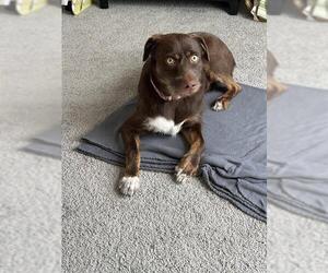 Mutt Dogs for adoption in Ocala, FL, USA