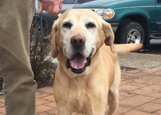 Labrador Retriever Dogs for adoption in Polson, MT, USA