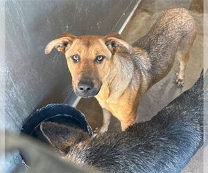 German Shepherd Dog Dogs for adoption in San Bernardino, CA, USA