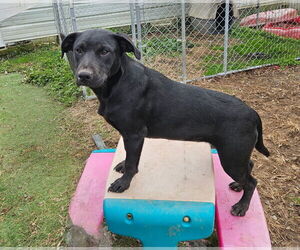 Labrador Retriever-Unknown Mix Dogs for adoption in Tracy City, TN, USA