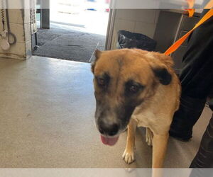 German Shepherd Dog Dogs for adoption in San Bernardino, CA, USA