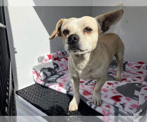 Chihuahua Dogs for adoption in Santa Maria, CA, USA