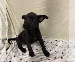 German Shepherd Dog-Unknown Mix Dogs for adoption in Modesto, CA, USA