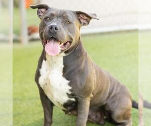 American Pit Bull Terrier Dogs for adoption in Camarillo, CA, USA