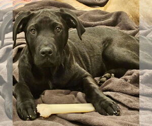 Labrador Retriever-Unknown Mix Dogs for adoption in New Oxford , PA, USA