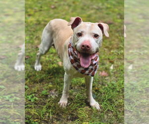 American Pit Bull Terrier Dogs for adoption in Westminster, MA, USA