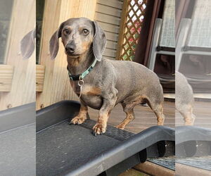 Dachshund Dogs for adoption in Shelbyville, TN, USA