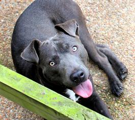 Blue Lacy-Unknown Mix Dogs for adoption in Millington, TN, USA