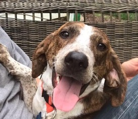 Small German Shorthaired Pointer Mix