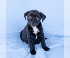 Chihuahua-Unknown Mix Dogs for adoption in San Diego, CA, USA