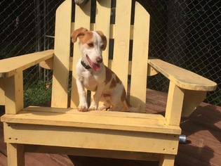 Jack Chi Dogs for adoption in Rustburg, VA, USA