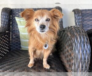 Pomeranian Dogs for adoption in  Ramona, CA, USA