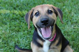 Gollie Dogs for adoption in Warwick, RI, USA