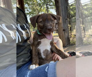 Mutt Dogs for adoption in Chico, CA, USA