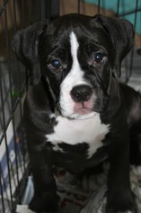 Medium Photo #1 Bulldog-Unknown Mix Puppy For Sale in Von Ormy, TX, USA