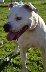 American Pit Bull Terrier Dogs for adoption in Niagara Falls, NY, USA