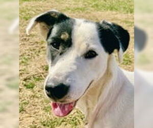 Borador Dogs for adoption in Evansville, IN, USA