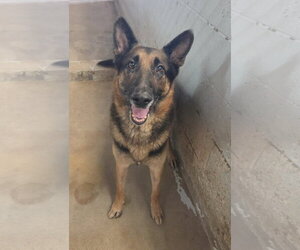 German Shepherd Dog Dogs for adoption in El Centro, CA, USA