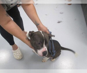 American Pit Bull Terrier-Unknown Mix Dogs for adoption in Ocala, FL, USA