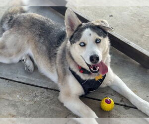 Siberian Husky-Unknown Mix Dogs for adoption in Pasadena, CA, USA