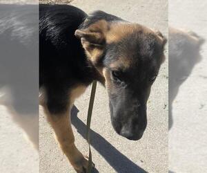 German Shepherd Dog Dogs for adoption in HESPERIA, CA, USA