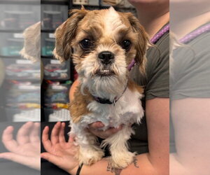Shih Tzu-Unknown Mix Dogs for adoption in Muskegon, MI, USA