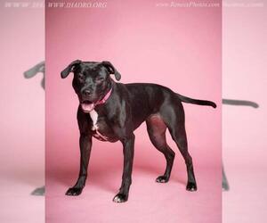 American Pit Bull Terrier-Labrador Retriever Mix Dogs for adoption in Blacklick, OH, USA