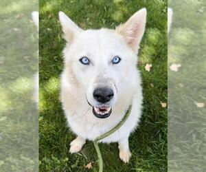 Siberian Husky Dogs for adoption in Woodland, CA, USA