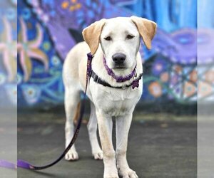Labrador Retriever-Unknown Mix Dogs for adoption in PORTLAND, OR, USA