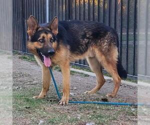 German Shepherd Dog Dogs for adoption in Long Beach, CA, USA