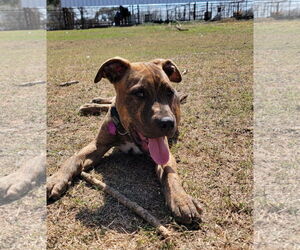 Boxer-Staffordshire Bull Terrier Mix Dogs for adoption in Pleasanton, TX, USA