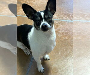 Jack Chi Dogs for adoption in Bolivar, MO, USA