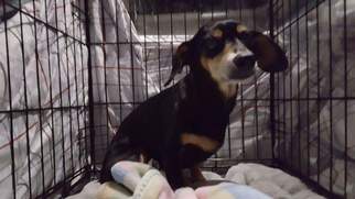 Dachshund Dogs for adoption in Seahurst, WA, USA