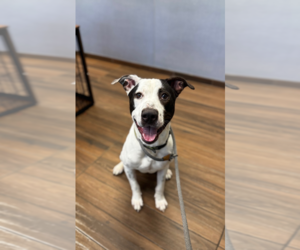 Great Dane Dogs for adoption in Hilton Head, SC, USA