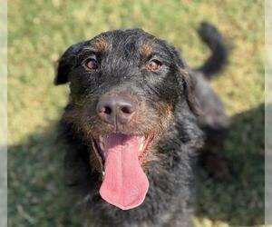Schnauzer (Giant)-Unknown Mix Dogs for adoption in Tulsa, OK, USA