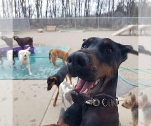 Doberman Pinscher Dogs for adoption in Buffalo, MN, USA