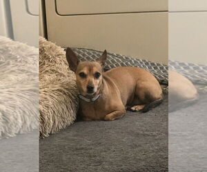 Chihuahua-Unknown Mix Dogs for adoption in Mooresville, NC, USA