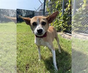 Rat Terrier Dogs for adoption in Corpus Christi, TX, USA