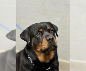 Rottweiler-Unknown Mix Dogs for adoption in Las Vegas, NV, USA