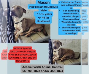 American Pit Bull Terrier-Basset Hound Mix Dogs for adoption in New Orleans, LA, USA