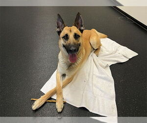 Mutt Dogs for adoption in Pasadena, CA, USA