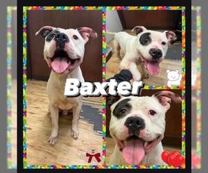 American Bulldog Dogs for adoption in Pearland, TX, USA