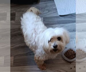 Maltese-Unknown Mix Dogs for adoption in Rustburg, VA, USA