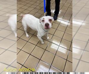 American Pit Bull Terrier Dogs for adoption in West Palm Beach, FL, USA