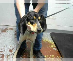 Bluetick Coonhound Dogs for adoption in Atlanta, GA, USA