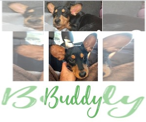 Doxie-Pin Dogs for adoption in DALLAS, TX, USA